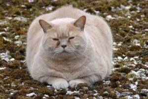 Spotting Subtle Symptoms of Internal Disorders in Cats